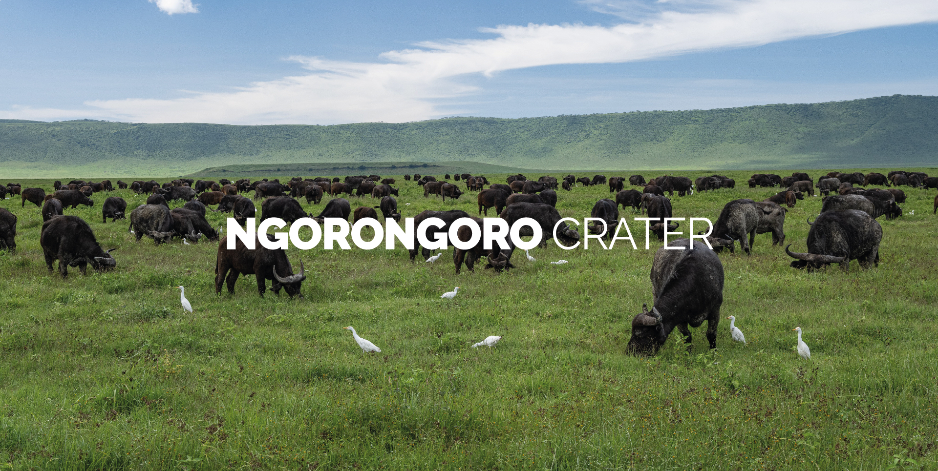 Mandria di bufali al pascolo all'interno del Cratere di Ngorongoro