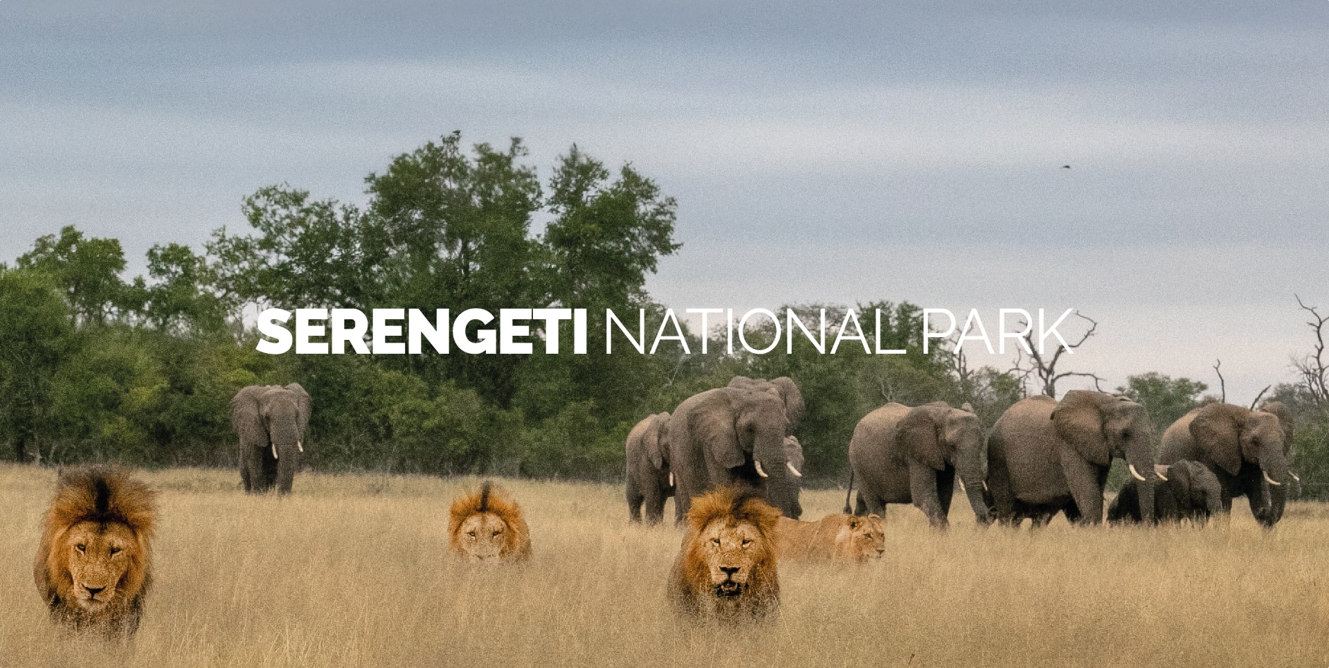 Leoni ed elefanti nelle sconfinate pianure del Parco Nazionale del Serengeti