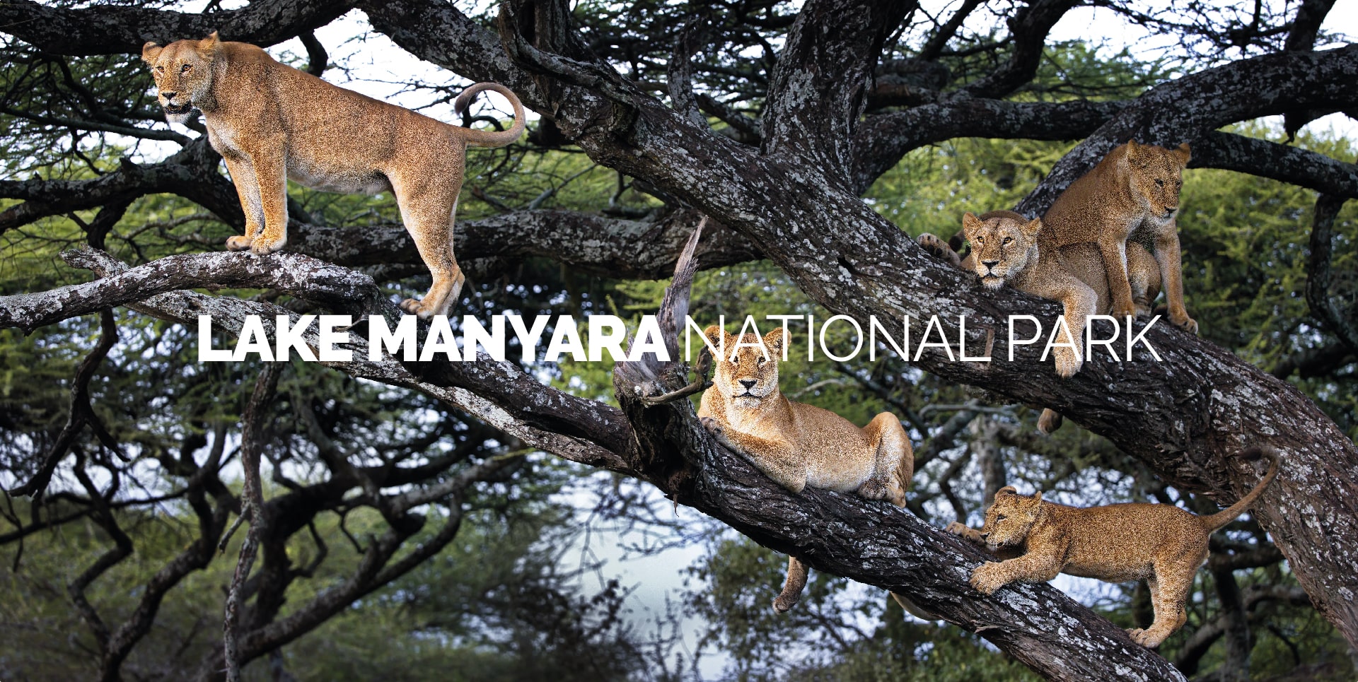 Famiglia di leoni arboricoli nel Parco Nazionale del Lago Manyara