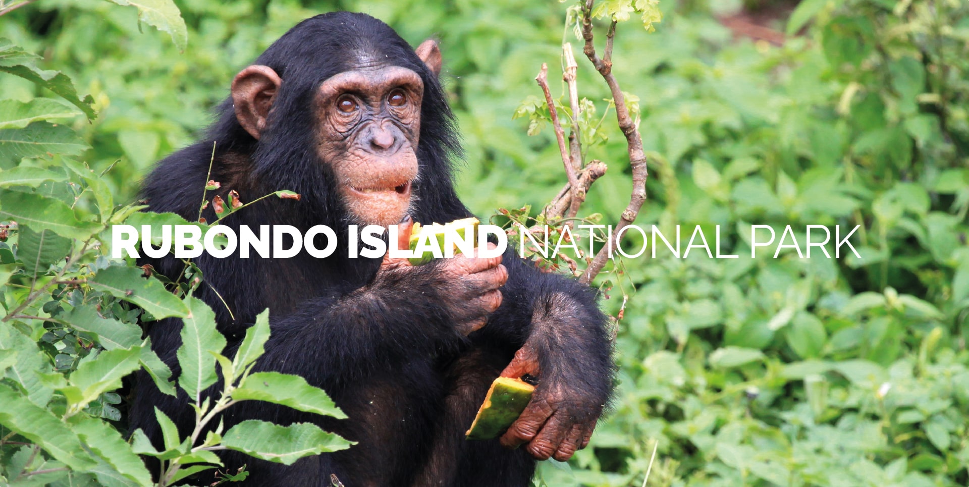 Scimpanzé che mangia nella foresta pluviale del Parco Nazionale dell'isola di Rubondo