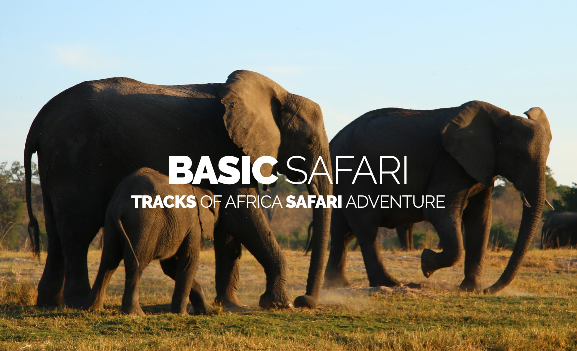 I migliori Safari in Tanzania con Tracks of Africa