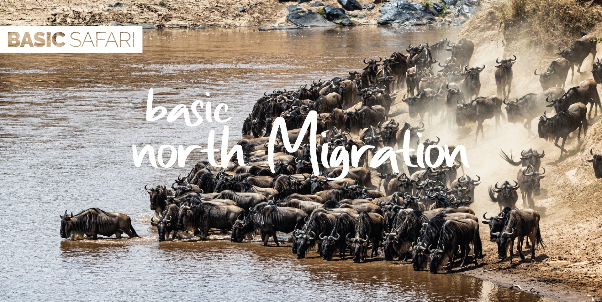 Safari Tanzania Tour Basic North Migration mandria di gnu sulle rive del fiume Mara