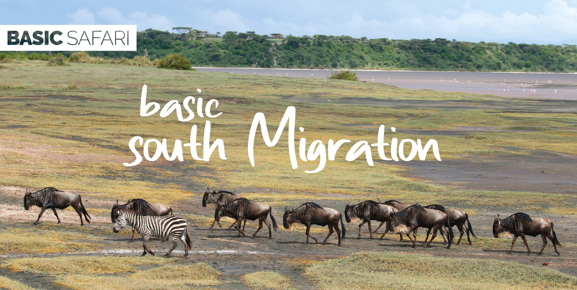 Safari Tanzania Tour Basic South Migration zebre e gnu alla ricerca di pascoli fertili