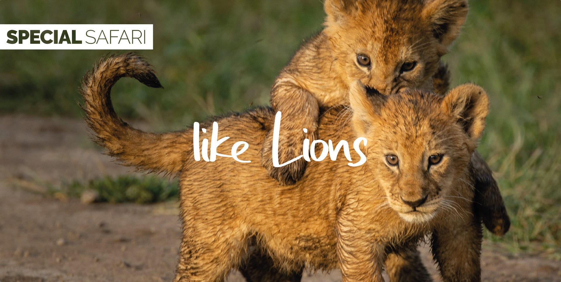 Safari Tanzania Tour Like Lions cuccioli di leoni che giocano nel parco nel Serengeti