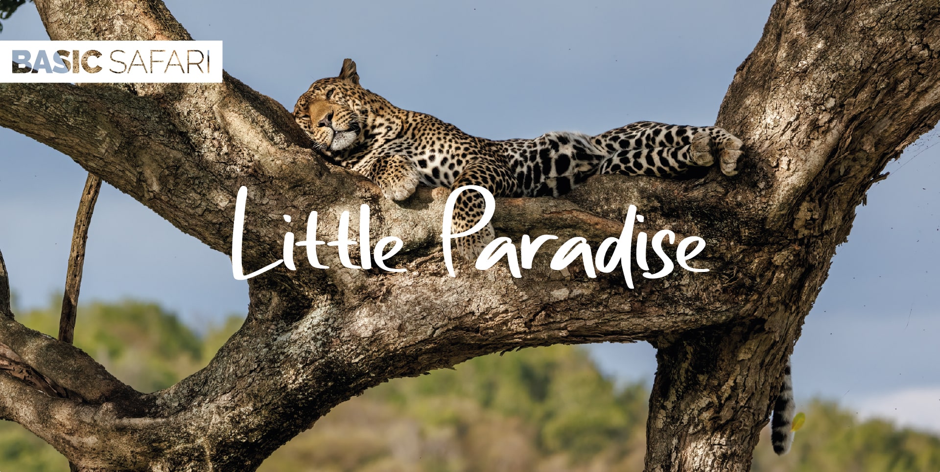 Safari Tanzania Tour Little Paradise leopardo che riposa su un albero di acacia