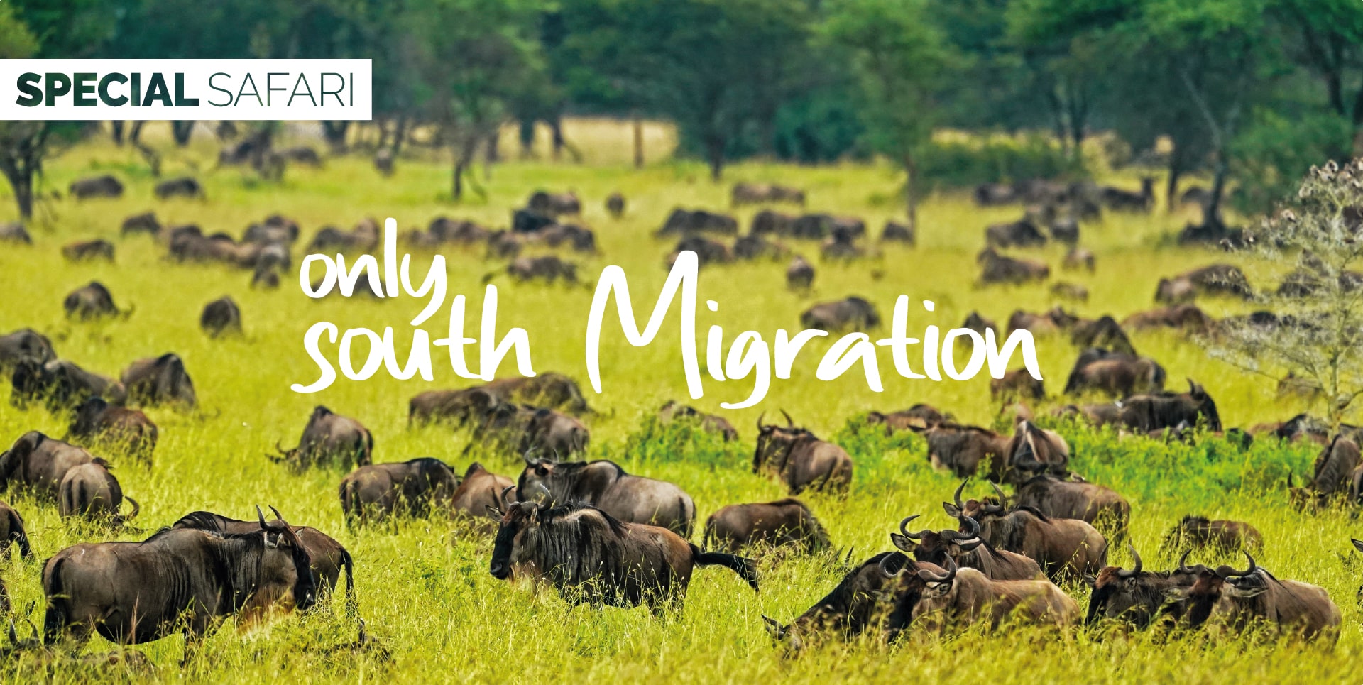 Safari Tanzania Tour Only South Migration gnu al pascolo nelle praterie di erbe basse di Ndutu