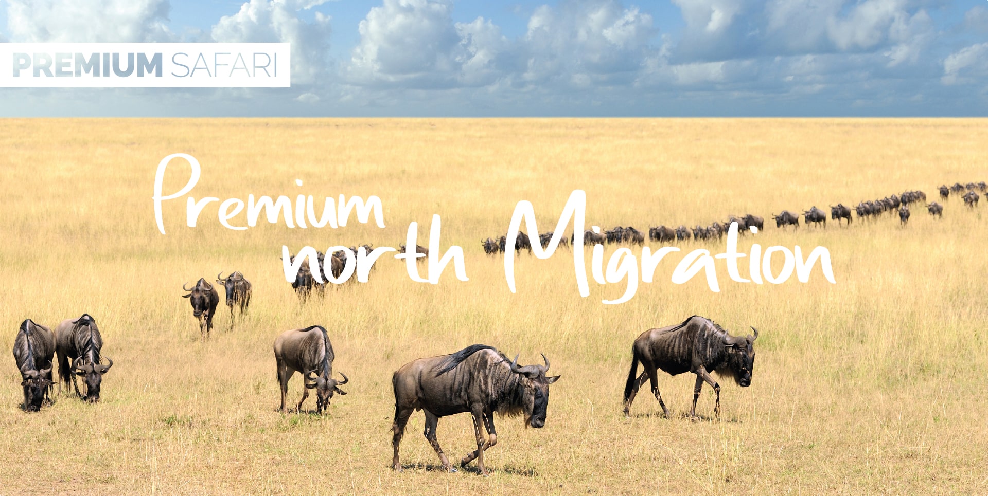 Safari Tanzania Tour Premium North Migration lunga fila di gnu durante la Grande Migrazione nel Serengeti