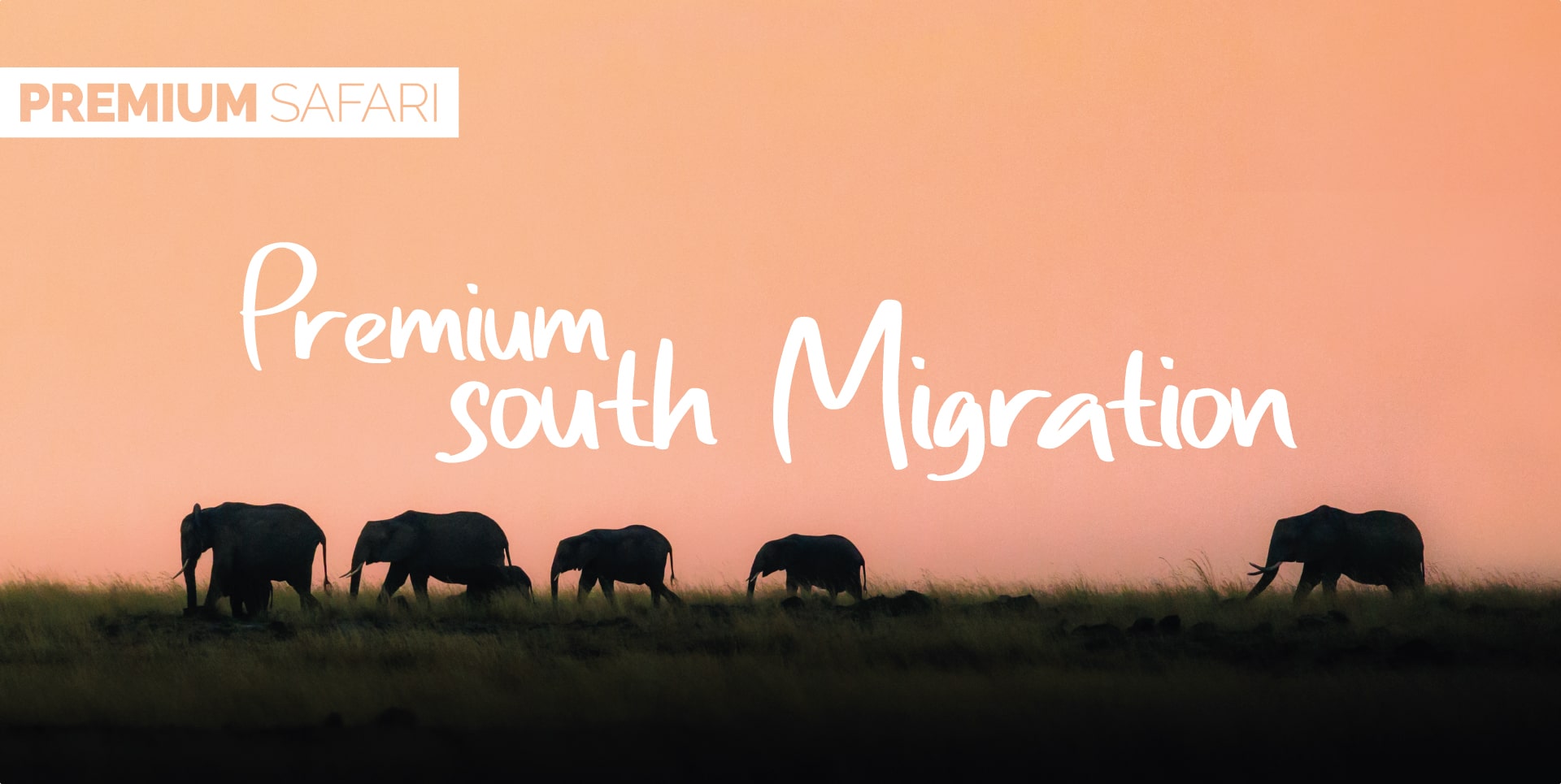 Safari Tanzania Tour Premium South Migration famiglia di elefanti al tramonto a Tarangire