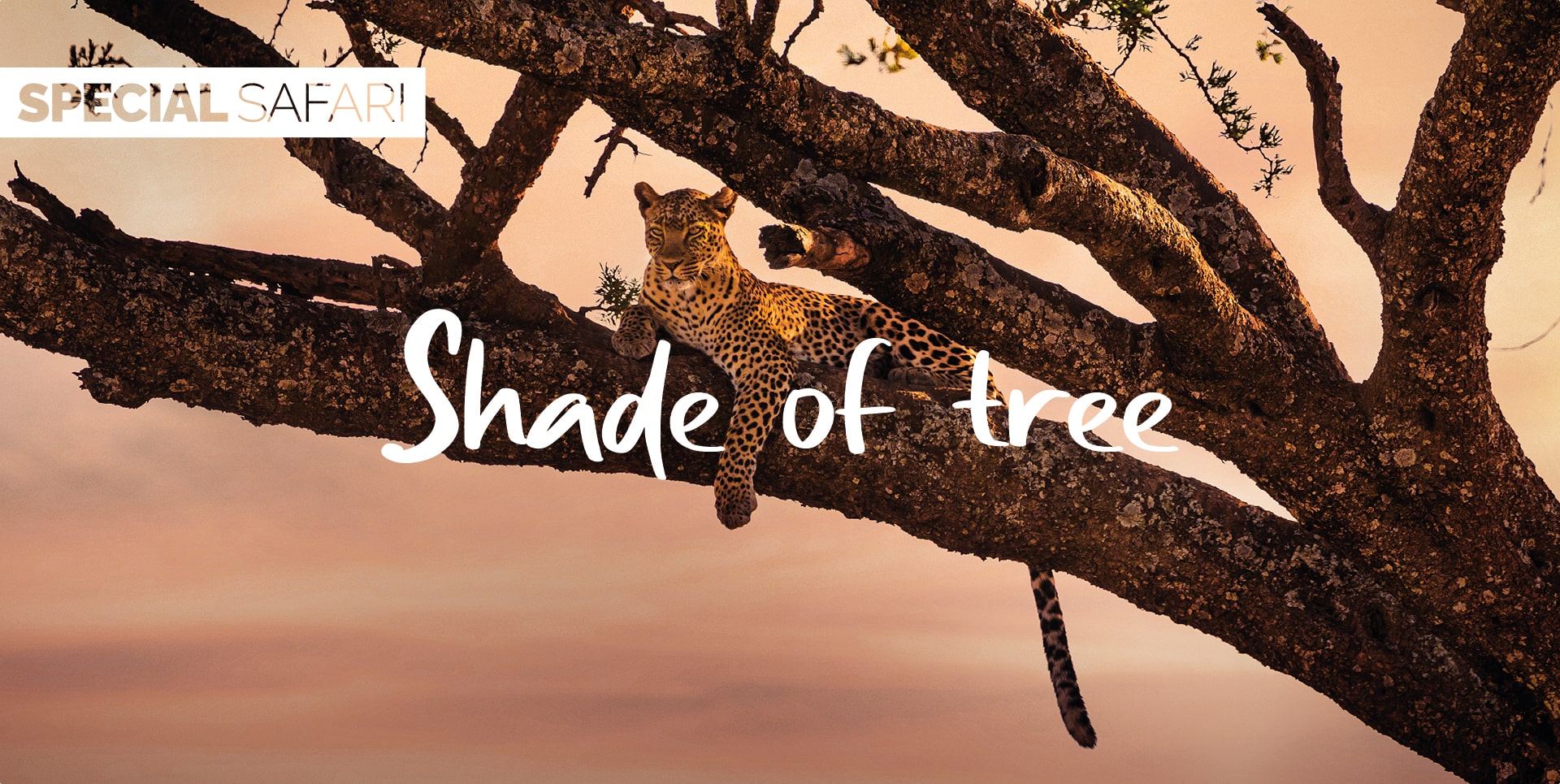 Safari Tanzania Tour Shade of Tree leopardo al tramonto nel Parco di Tarangire