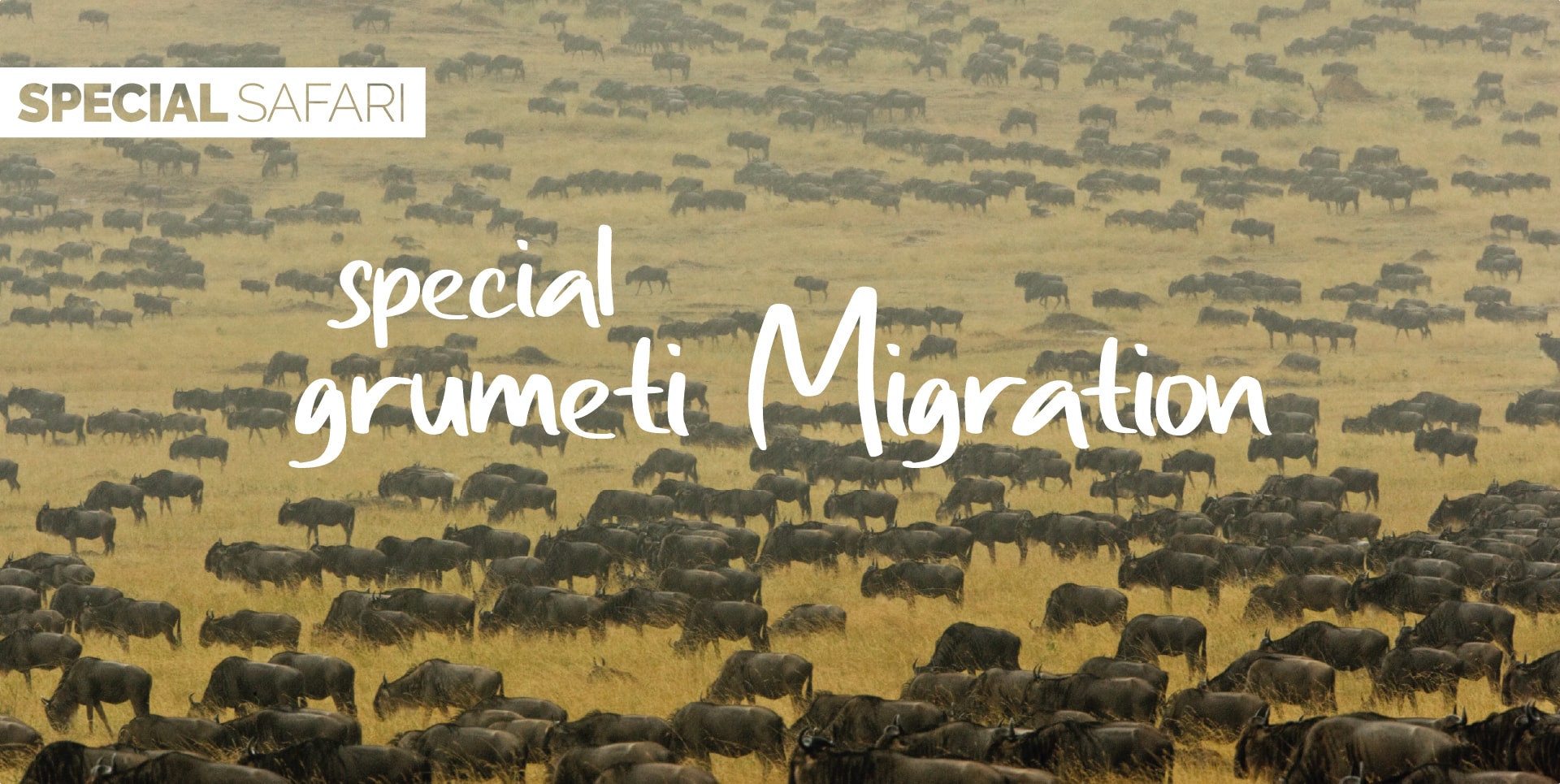 Safari Tanzania Tour Special Grumeti Migration mandria di gnu nel corridoio occidentale del Serengeti
