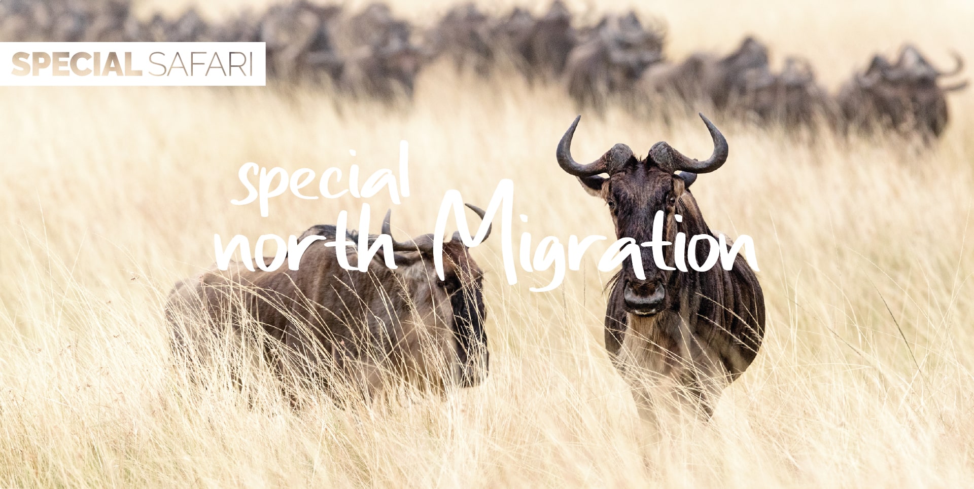 Safari Tanzania Tour Special North Migration gnu nelle praterie secche a Serengeti