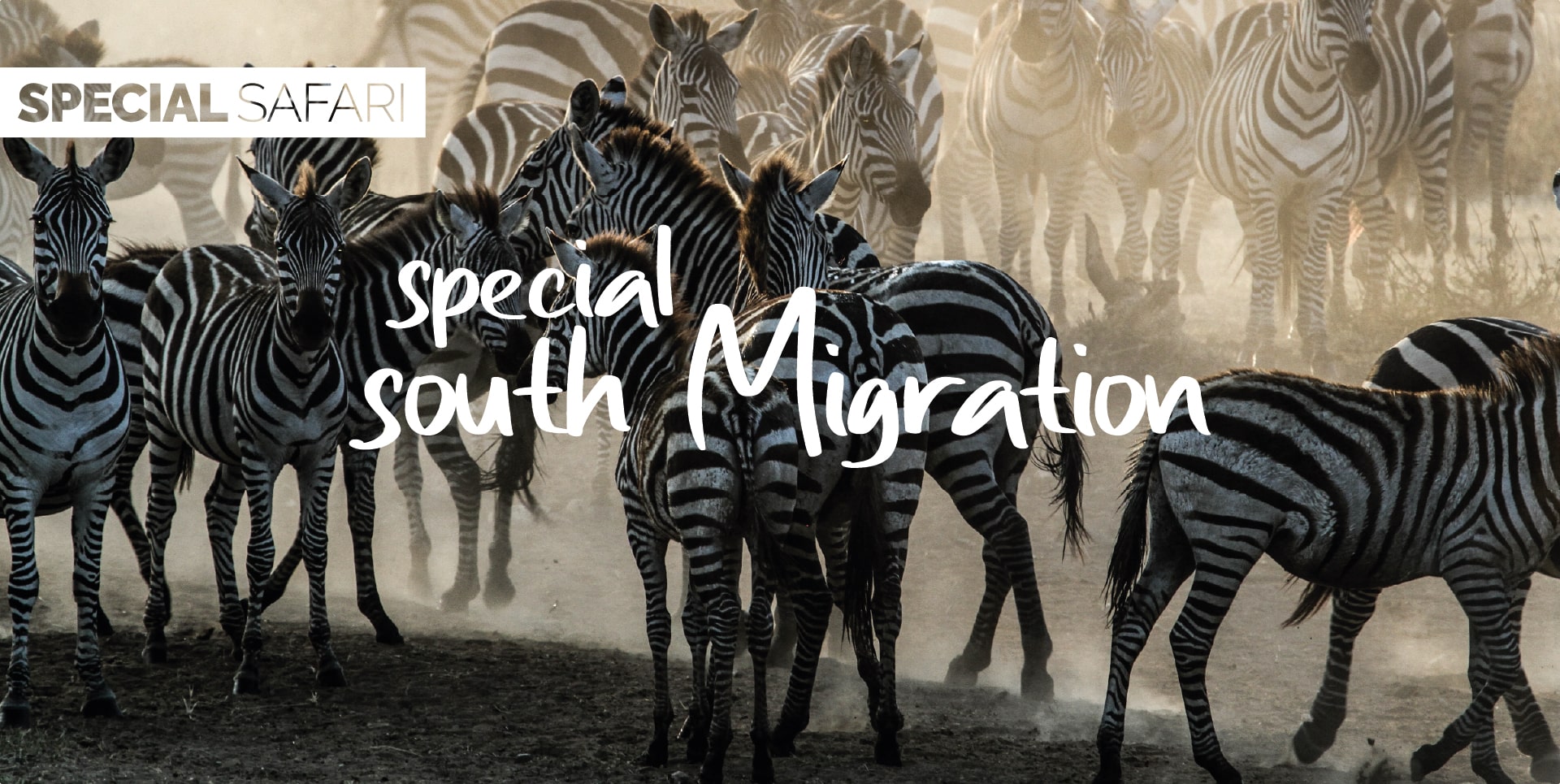 Safari Tanzania Tour Special South Migration zebre di Grant durante la Grande Migrazione