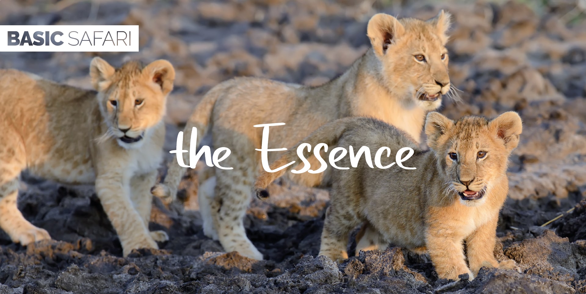 Safari Tanzania Tour The Essence cuccioli di leoni nella savana