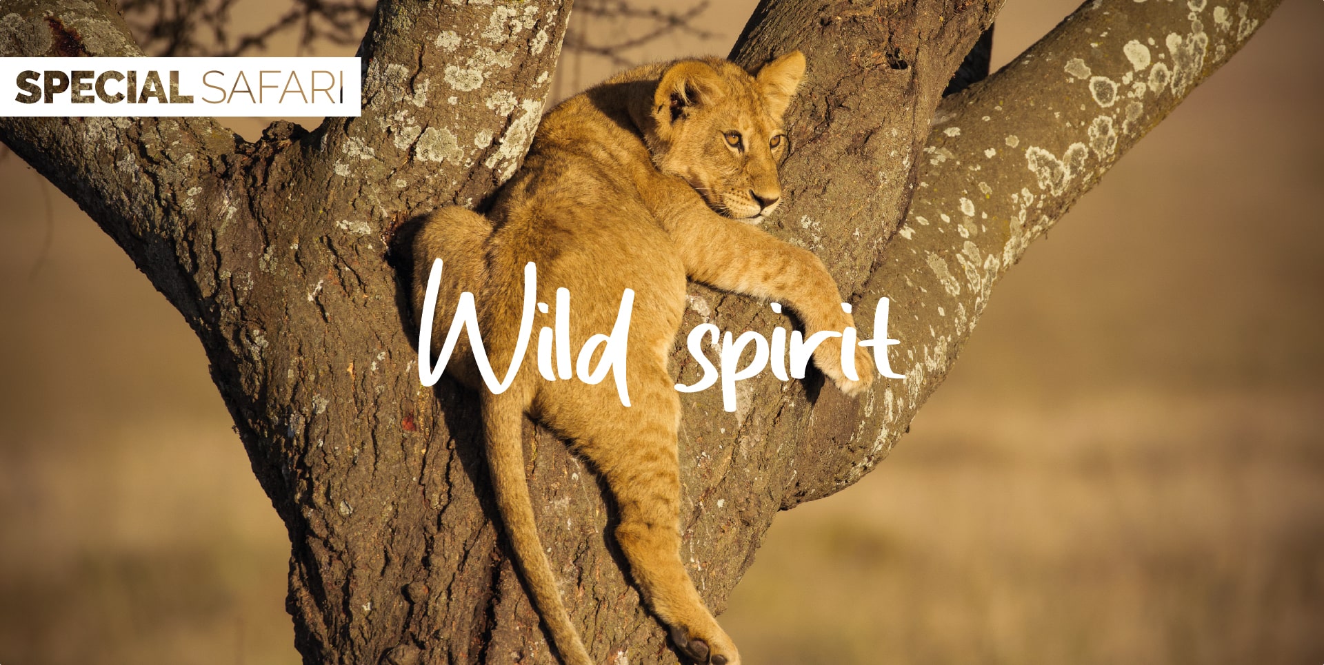 Safari Tanzania Tour Wild Spirit cucciolo di leone che si rilassa su un ramo