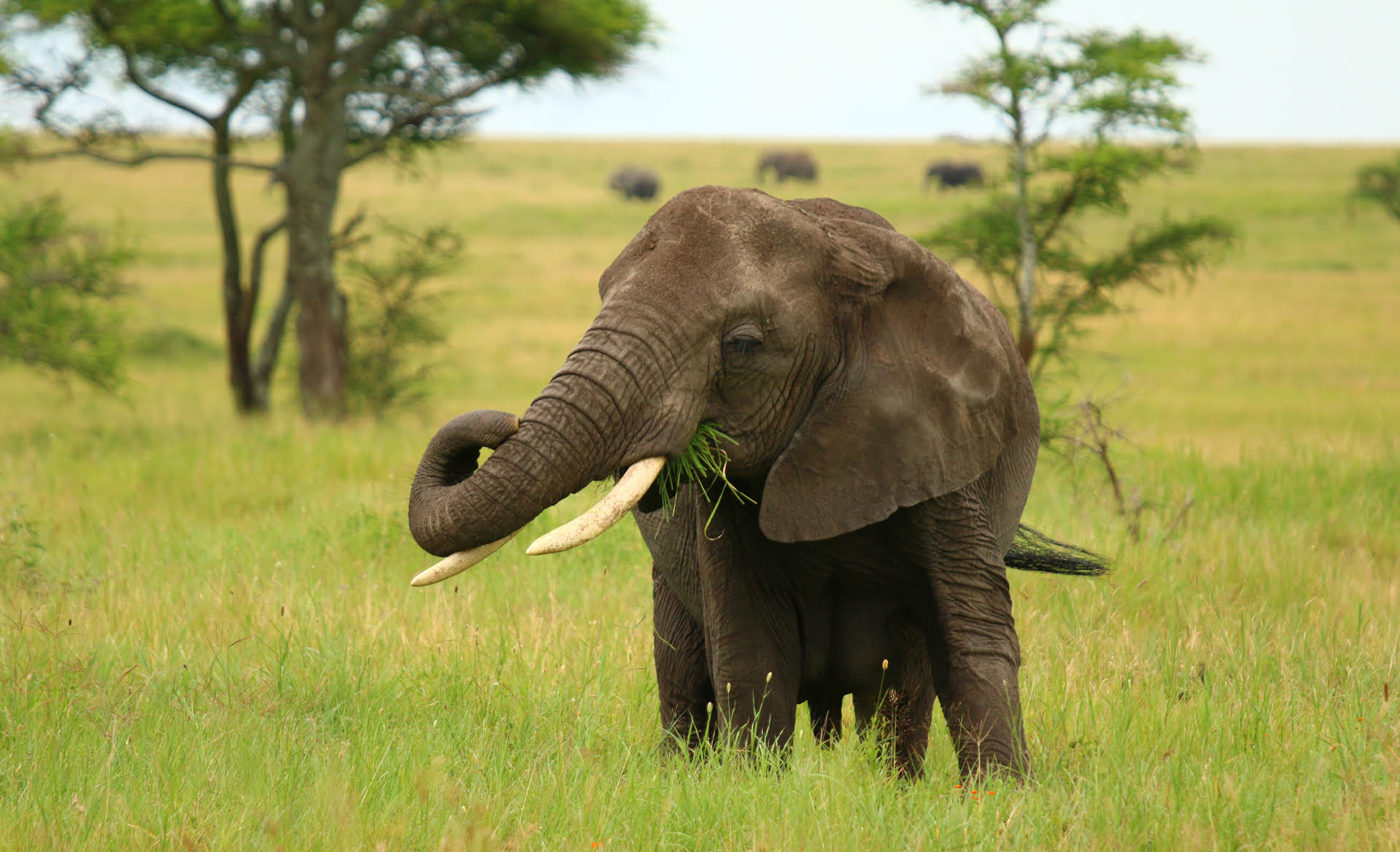 Maschio di elefante durante un safari in Tanzania nel Tarangire