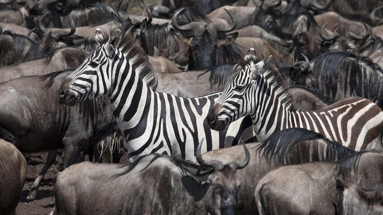 Grande Migrazione in Tanzania mandria di erbivori nella stagione secca nel Serengeti Nord vicino al fiume Mara