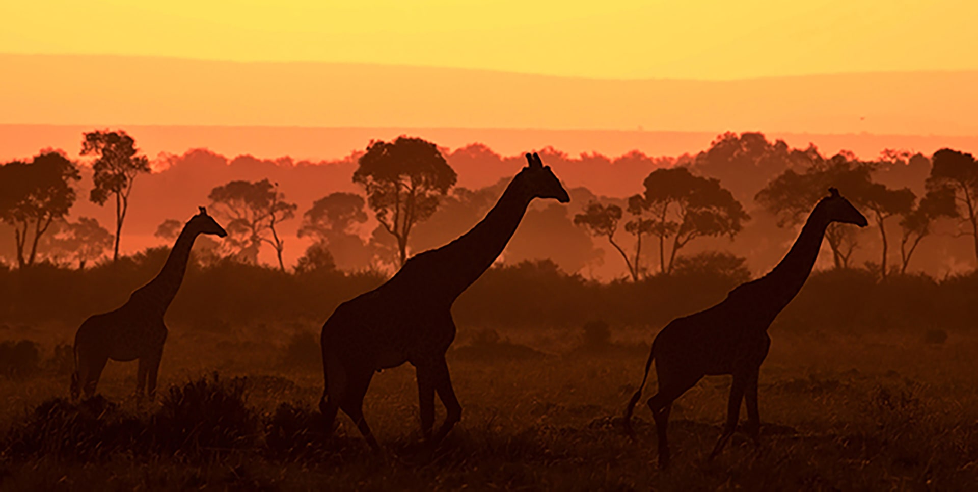 Parchi Nazionali della Tanzania quali visitare - Giraffe che camminano al tramonto nell'Area di Conservazione di Ngorongoro