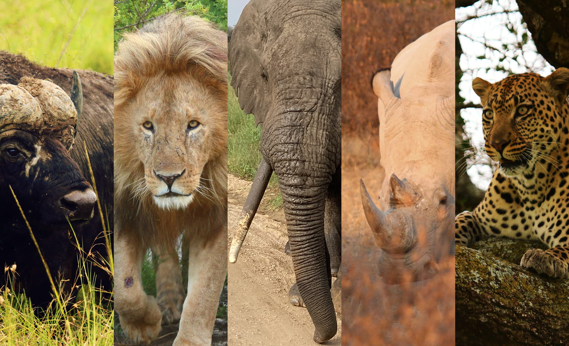 Big Five in safari in Tanzania: leone, leopardo, elefante, bufalo e rinoceronte