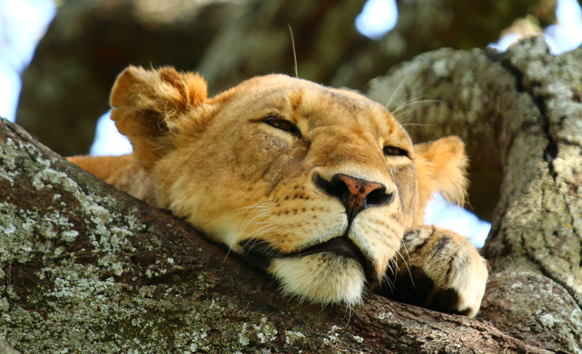 Leone che dorme durante un safari in Tanzania