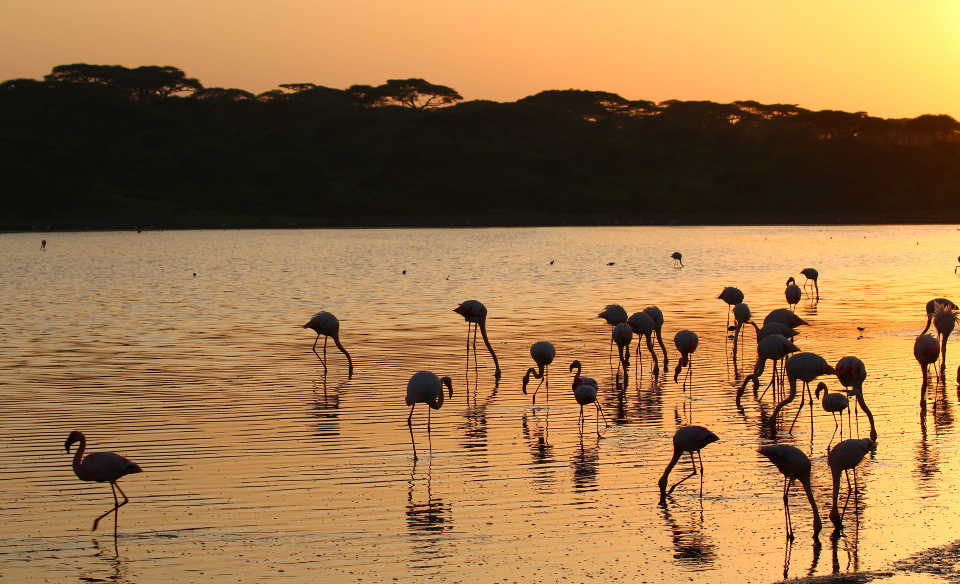 Lago Manyara con fenicotteri rosa in safari in Tanzania
